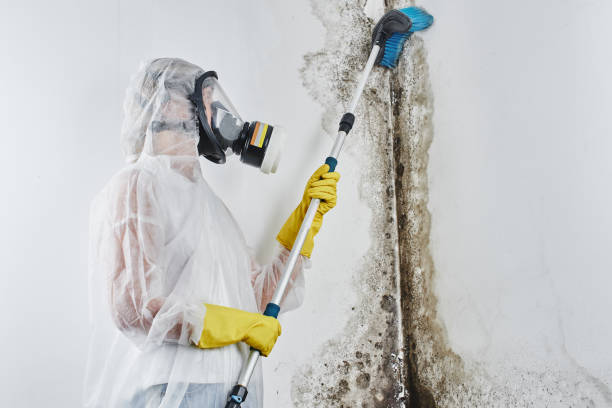 Mold Testing and Removal in Apalachin, NY