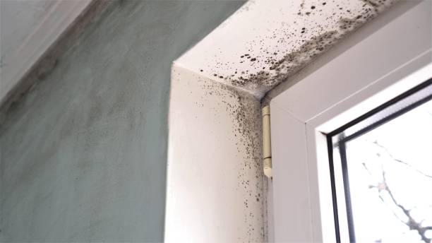 Best Mold Remediation  in Apalachin, NY