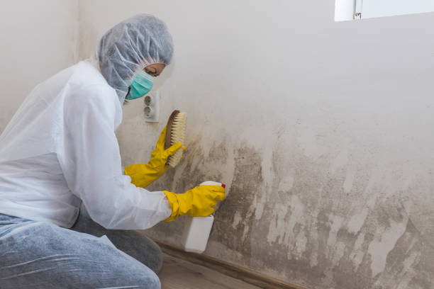 Best Office Mold Removal Services  in Apalachin, NY