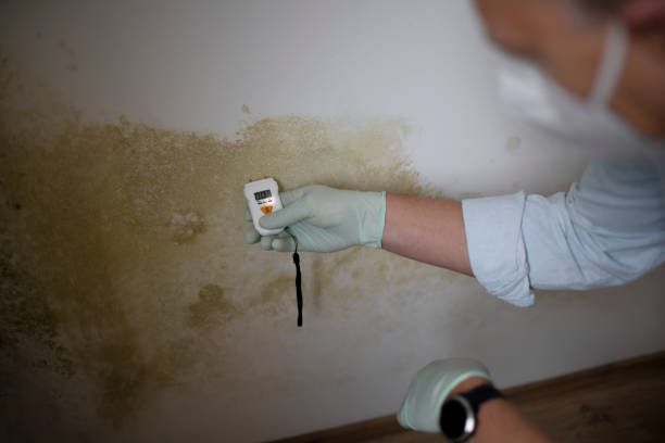 Best Mold Testing  in Apalachin, NY