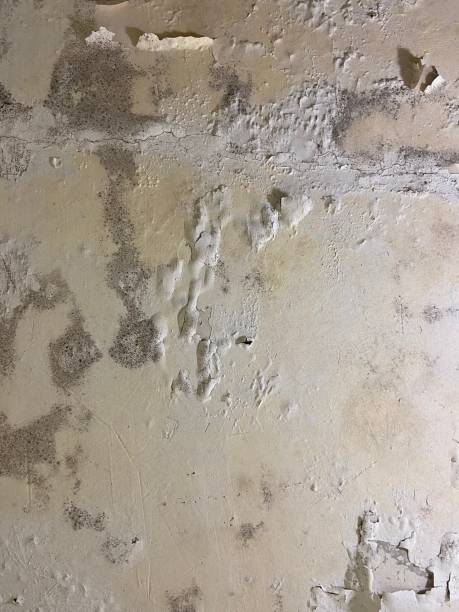 Trusted Apalachin, NY Mold Removal Experts