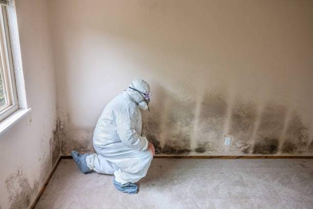 Best Mold Cleaning Services  in Apalachin, NY