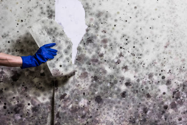 Best Fast Mold Removal  in Apalachin, NY